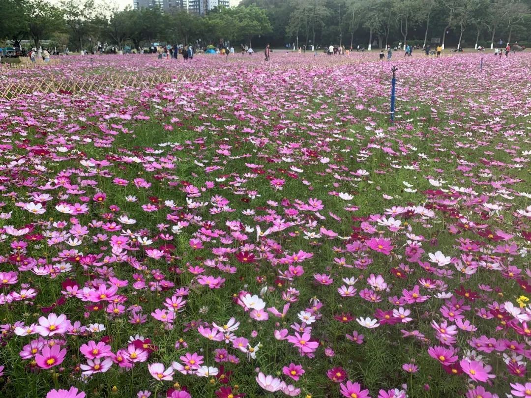 廣州花海，最新綻放的美麗秘境探尋，廣州花海，探尋最新綻放的美麗秘境